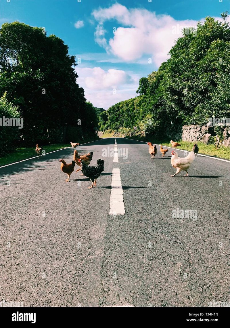 Descubre el secreto detrás del juego de casino Chicken Road en España - overview